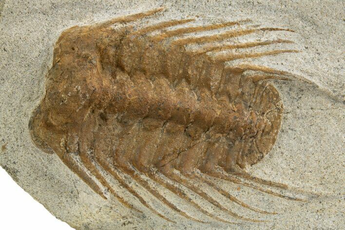 Spiny Selenopeltis Trilobite Fossil - Erfoud, Morocco #312830